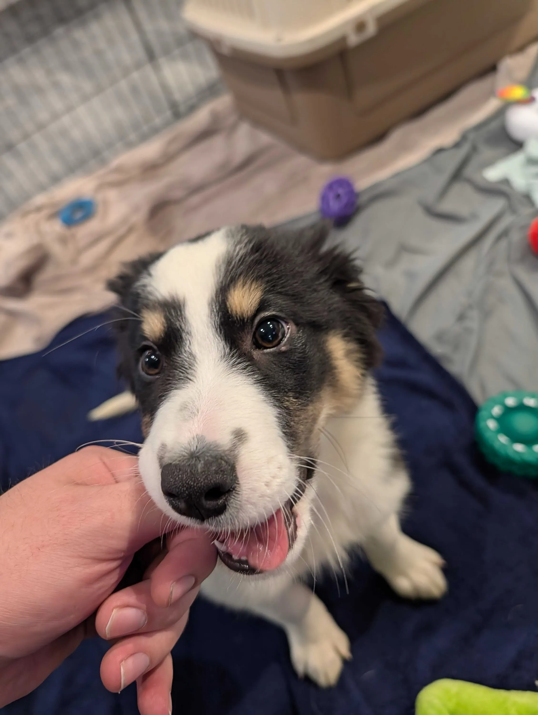 Did someone say PUPPIES!? 🐶 A few fur babies stopped by the Konstruct office yesterday for a visit. Huge thank you to our client @calgaryhumane for the absolute best distraction! 🐾